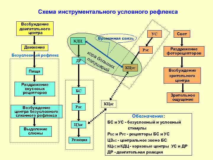 Устойчивый индивидуальный комплекс условно рефлекторных двигательных реакций