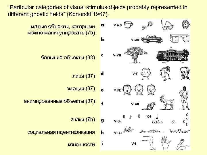 “Particular categories of visual stimulusobjects probably represented in different gnostic fields” (Konorski 1967). малые