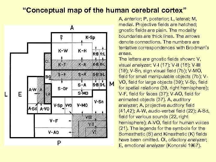 “Conceptual map of the human cerebral cortex” A, anterior; P, posterior; L, lateral; M,