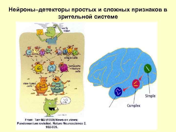 Нейроны–детекторы простых и сложных признаков в зрительной системе 