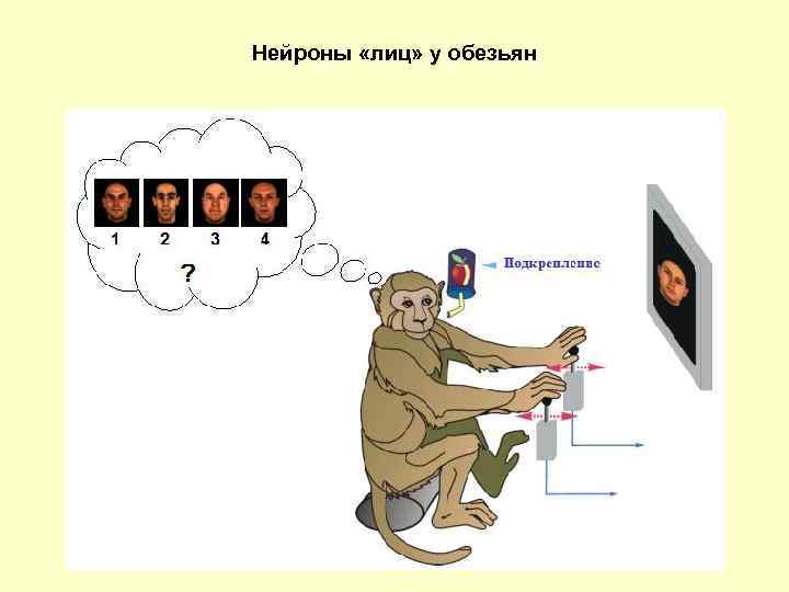 Нейроны «лиц» у обезьян 