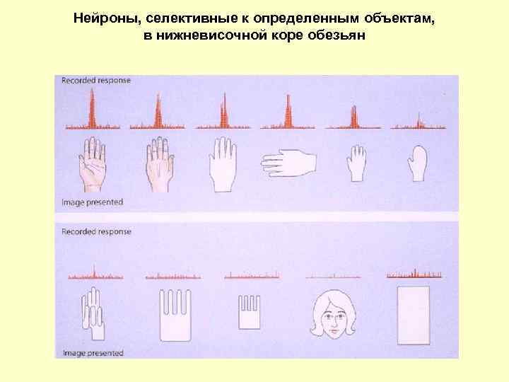 Нейроны, селективные к определенным объектам, в нижневисочной коре обезьян 