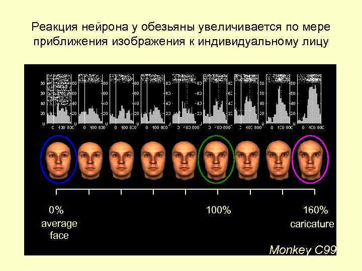 Реакция нейрона у обезьяны увеличивается по мере приближения изображения к индивидуальному лицу 0% average