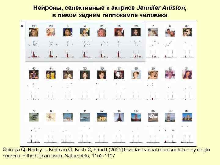 Нейроны, селективные к актрисе Jennifer Aniston, в левом заднем гиппокампе человека Quiroga Q, Reddy