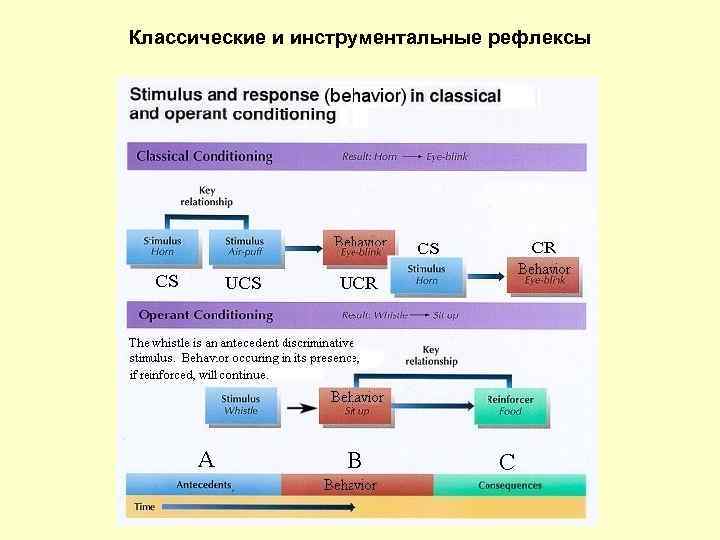 Классические и инструментальные рефлексы 