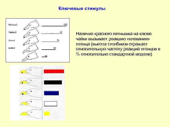 Наличие красного пятнышка на клюве чайки вызывает реакцию «клевания» птенца (высота столбиков отражает относительную