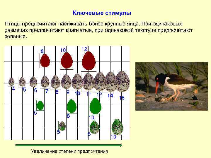 Птицы предпочитают насиживать более крупные яйца. При одинаковых размерах предпочитают крапчатые, при одинаковой текстуре