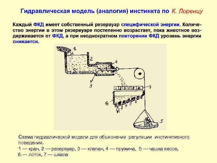 Схема гидравлической модели для объяснения регуляции инстинктивного поведения. 1 — кран, 2 — резервуар,