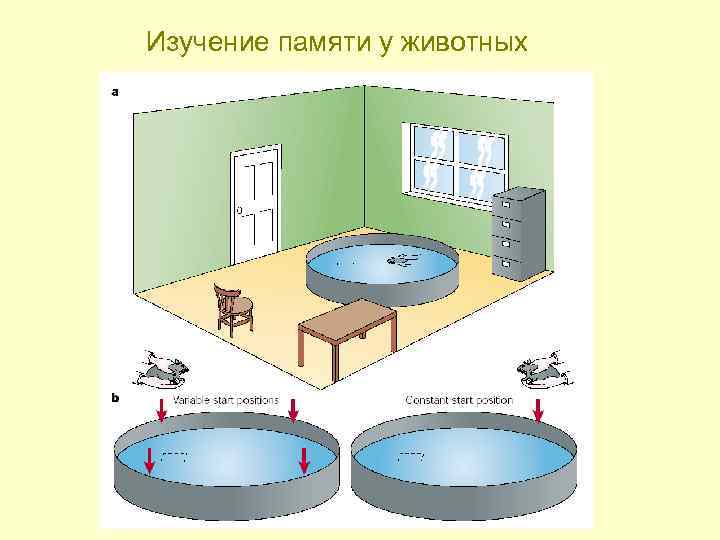 Изучение памяти у животных 