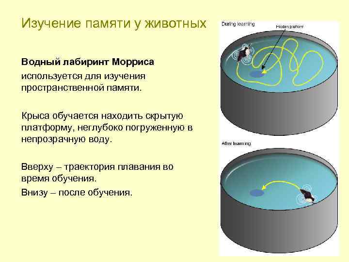 Изучение памяти у животных Водный лабиринт Морриса используется для изучения пространственной памяти. Крыса обучается