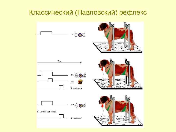 Классический (Павловский) рефлекс 