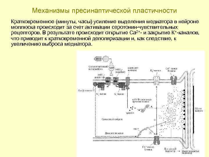 Механизмы пресинаптической пластичности Кратковременное (минуты, часы) усиление выделения медиатора в нейроне моллюска происходит за