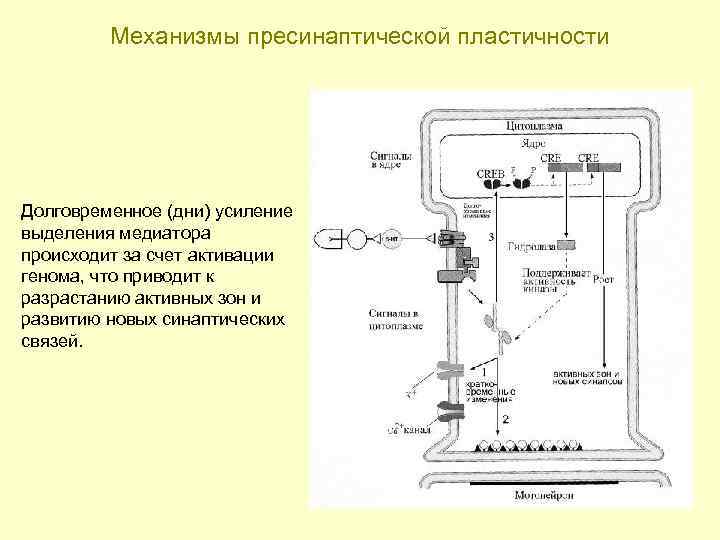 Механизмы пресинаптической пластичности Долговременное (дни) усиление выделения медиатора происходит за счет активации генома, что