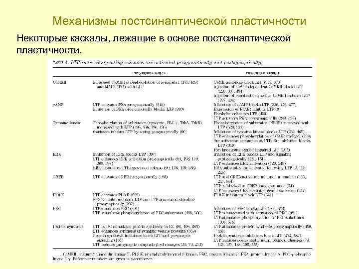Механизмы постсинаптической пластичности Некоторые каскады, лежащие в основе постсинаптической пластичности. 