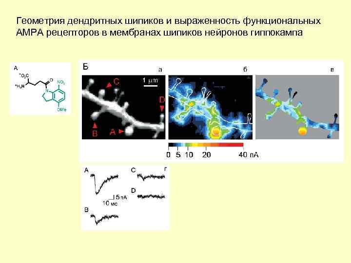 Геометрия дендритных шипиков и выраженность функциональных АМРА рецепторов в мембранах шипиков нейронов гиппокампа 