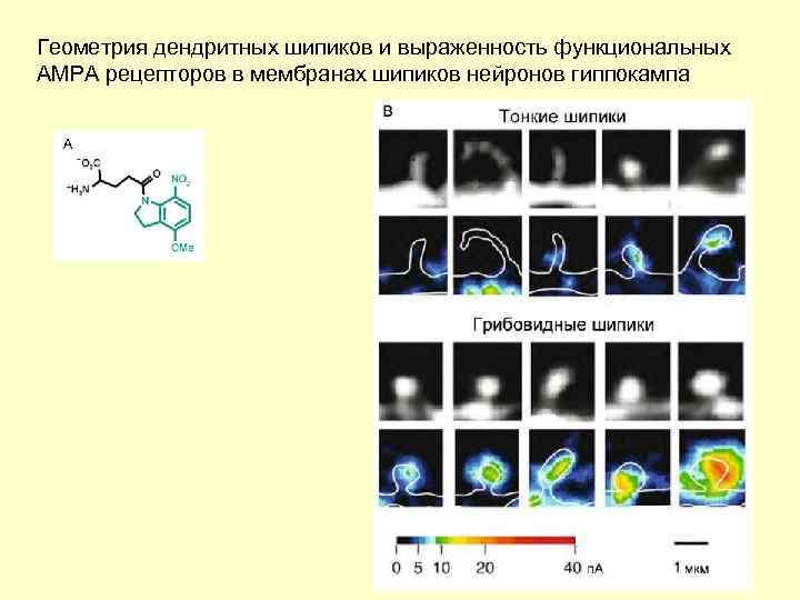 Геометрия дендритных шипиков и выраженность функциональных АМРА рецепторов в мембранах шипиков нейронов гиппокампа 