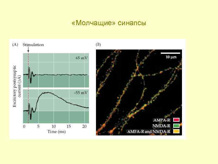  «Молчащие» синапсы 