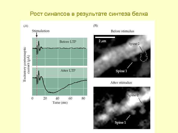 Рост синапсов в результате синтеза белка 