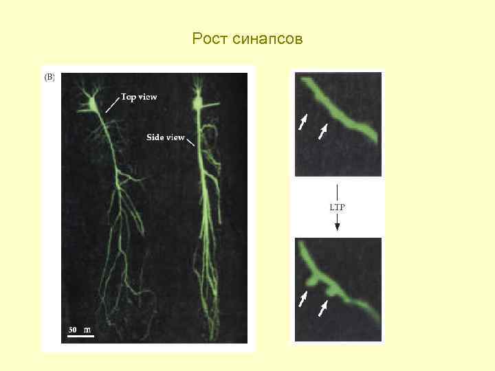 Рост синапсов 