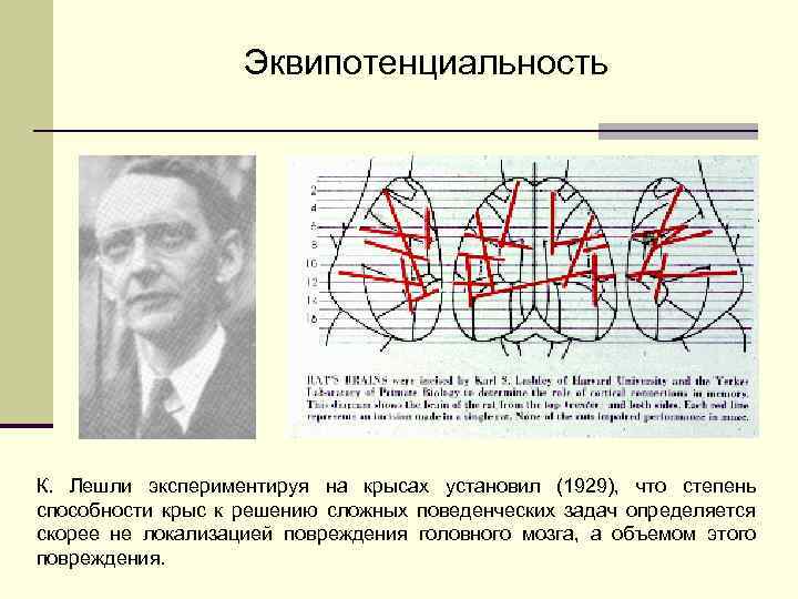 Психоморфологическое направление и концепция эквипотенциальности мозга презентация