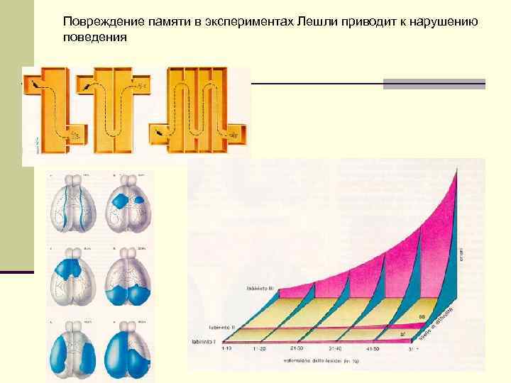 Повреждение памяти в экспериментах Лешли приводит к нарушению поведения 
