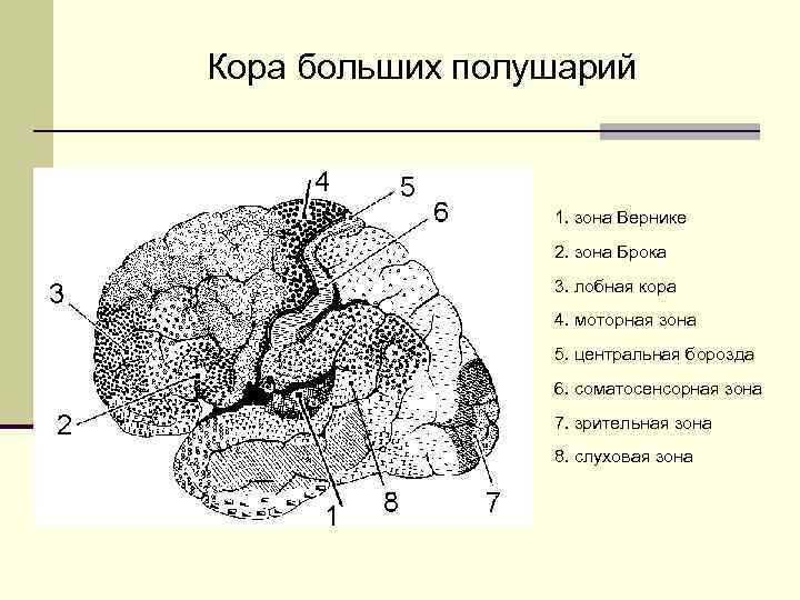 Кора больших полушарий 1. зона Вернике 2. зона Брока 3. лобная кора 4. моторная