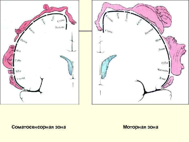 Соматосенсорная зона Моторная зона 