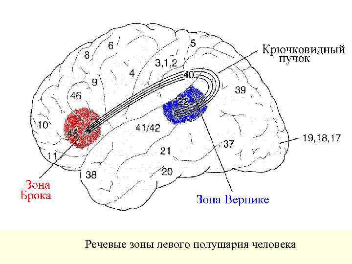 Речевые зоны левого полушария человека 