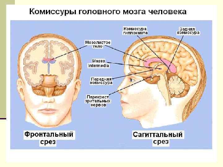 Комиссура это