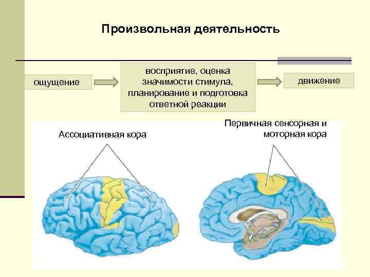 Асимметрия мозга презентация