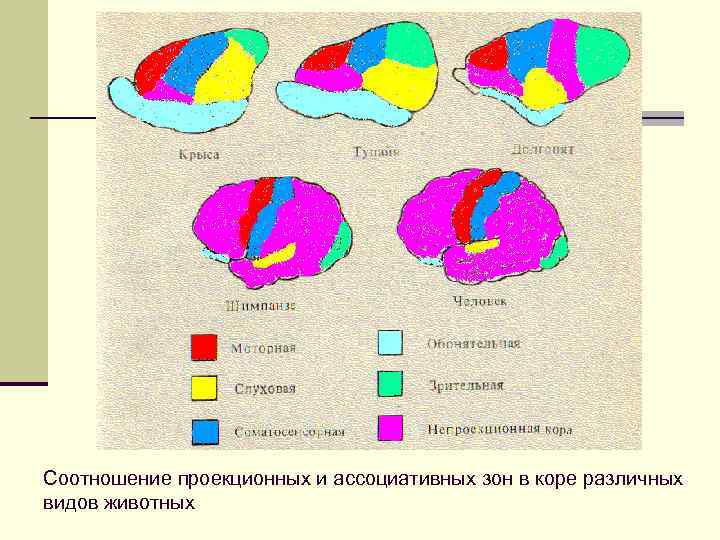 Соотношение проекционных и ассоциативных зон в коре различных видов животных 