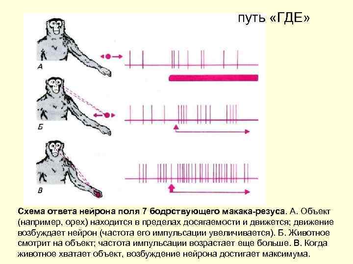 путь «ГДЕ» Схема ответа нейрона поля 7 бодрствующего макака-резуса. А. Объект (например, орех) находится