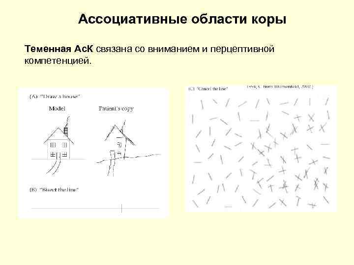 Ассоциативные области коры Теменная Ас. К связана со вниманием и перцептивной компетенцией. 