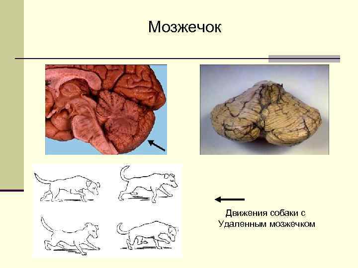 Мозжечок Движения собаки с Удаленным мозжечком 