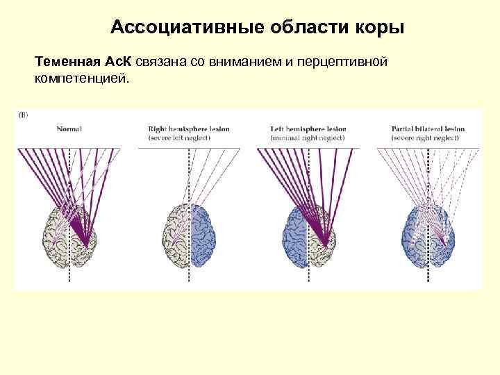 Ассоциативные области коры Теменная Ас. К связана со вниманием и перцептивной компетенцией. 