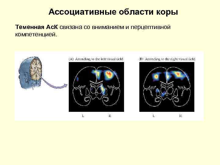 Ассоциативные области коры Теменная Ас. К связана со вниманием и перцептивной компетенцией. 