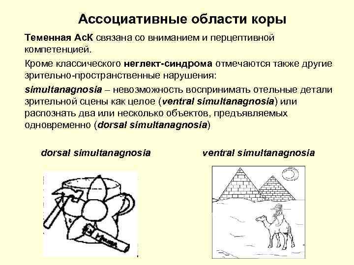 Ассоциативные области коры Теменная Ас. К связана со вниманием и перцептивной компетенцией. Кроме классического