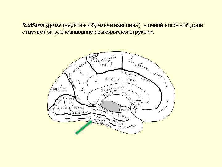 fusiform gyrus (веретенообразная извилина) в левой височной доле отвечает за распознавание языковых конструкций. 