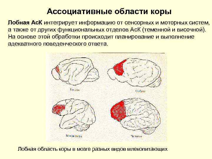 Моторные области коры