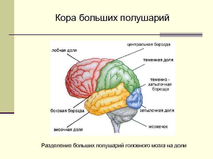 Структура и функции больших полушарий. Строение головного мозга доли коры. Строение больших полушарий доли. Доли полушарий большого мозга функции. Основные доли коры больших полушарий головного мозга.
