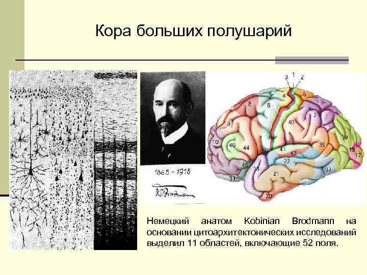 Кора больших полушарий Немецкий анатом Kobinian Brodmann на основании цитоархитектонических исследований выделил 11 областей,