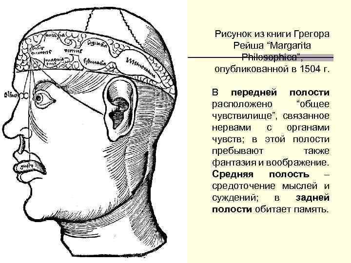 Рисунок из книги Грегора Рейша “Margarita Philosophica”, опубликованной в 1504 г. В передней полости