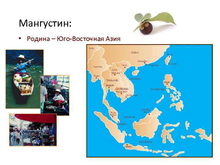 Мангустин: • Родина – Юго-Восточная Азия 