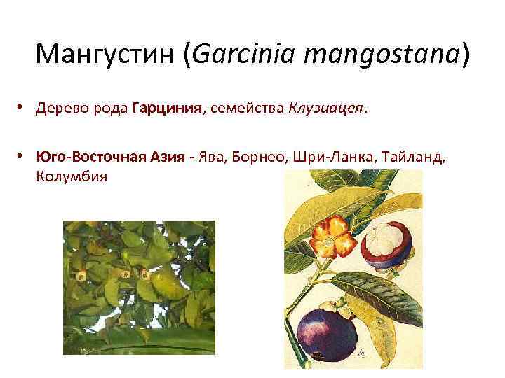 Мангустин (Garcinia mangostana) • Дерево рода Гарциния, семейства Клузиацея. • Юго-Восточная Азия - Ява,