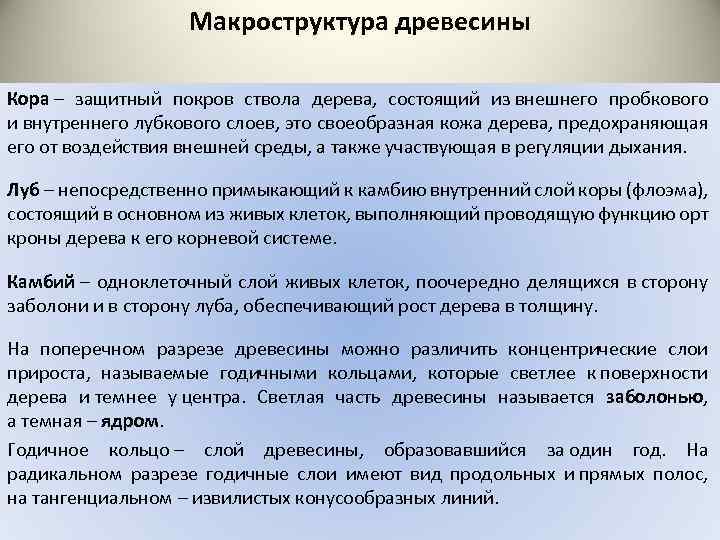 Макроструктура древесины Кора – защитный покров ствола дерева, состоящий из внешнего пробкового и внутреннего