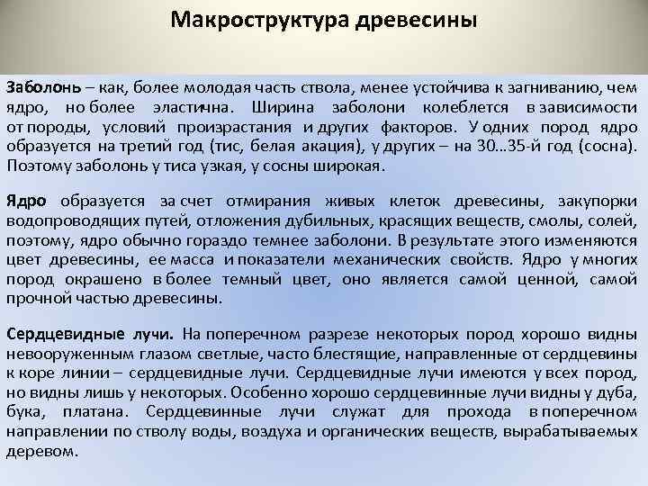 Макроструктура древесины Заболонь – как, более молодая часть ствола, менее устойчива к загниванию, чем