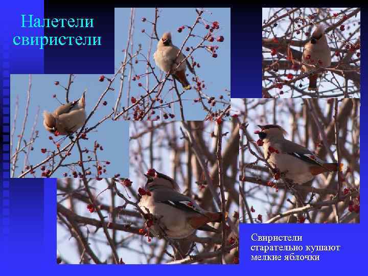Налетели свиристели Свиристели старательно кушают мелкие яблочки 