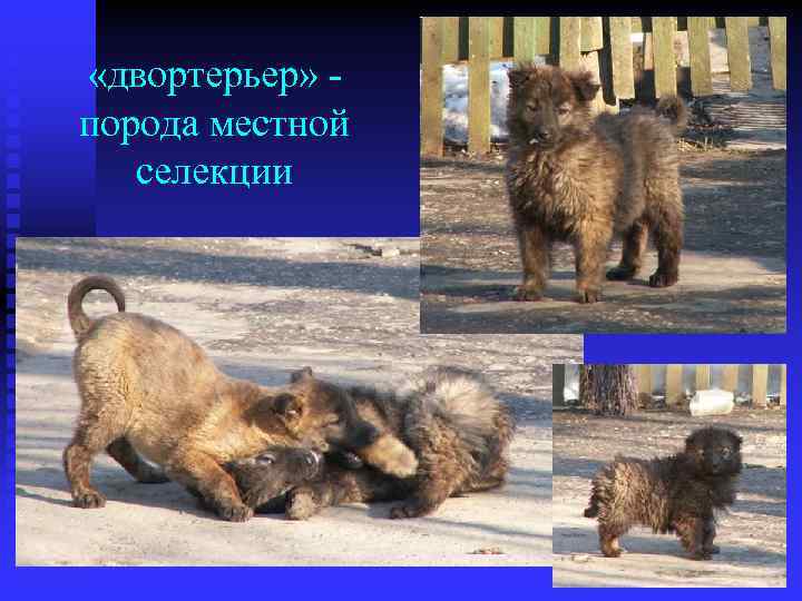  «двортерьер» порода местной селекции 