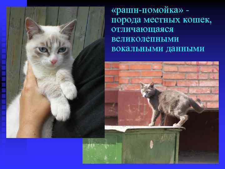  «рашн-помойка» порода местных кошек, отличающаяся великолепными вокальными данными 