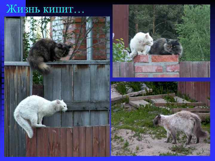 Жизнь кипит… 